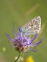 Chalkhill blue - A